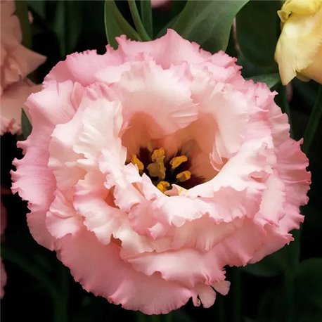 Семена эустомы высокорослой Корелли F1 apricot