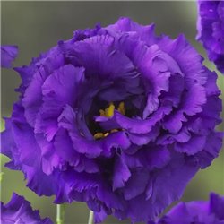 Насіння еустоми високорослої Кореллі F1 blue