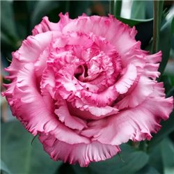 Семена эустомы высокорослой Корелли F1 deep pink