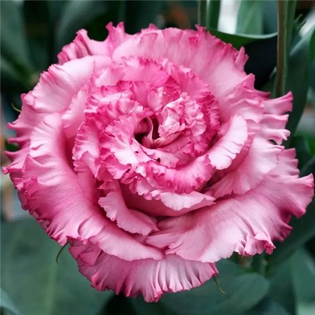 Насіння еустоми високорослої Кореллі F1 deep pink