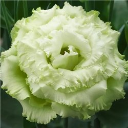 Семена эустомы высокорослой Корелли F1 green