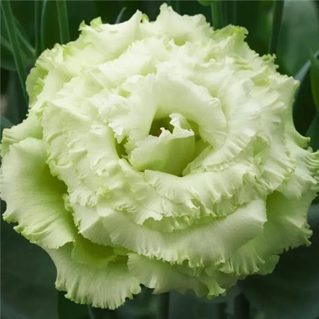 Семена эустомы высокорослой Корелли F1 green