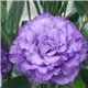 Насіння еустоми високорослої Кореллі F1 lavender