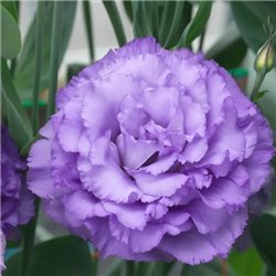 Насіння еустоми високорослої Кореллі F1 lavender