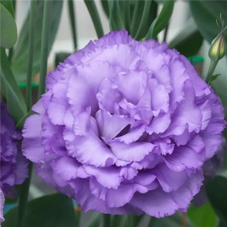 Семена эустомы высокорослой Корелли F1 lavender