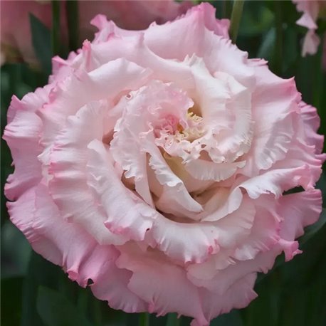 Насіння еустоми високорослої Кореллі F1 light pink