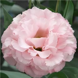 Насіння еустоми високорослої Кореллі F1 peach