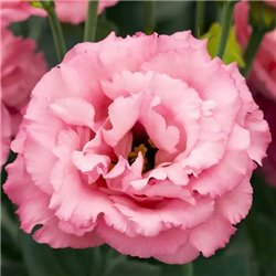 Семена эустомы высокорослой Корелли F1 rose