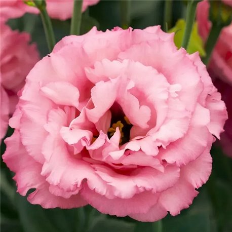 Семена эустомы высокорослой Корелли F1 rose