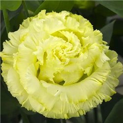 Насіння еустоми високорослої Кореллі F1 yellow