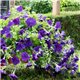 Насіння петунії ампельної Опера Супрім F1 blue 3 драже