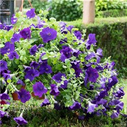 Семена петунии ампельной Опера Суприм F1 blue 3 драже