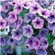 Семена петунии ампельной Опера Суприм F1 lilac ice 3 драже