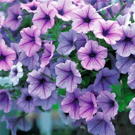 Семена петунии ампельной Опера Суприм F1 lilac ice 3 драже