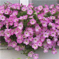 Насіння петунії ампельної Опера Супрім F1 pink morn 3 драже