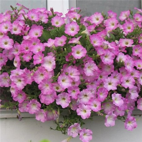 Семена петунии ампельной Опера Суприм F1 pink morn 3 драже