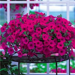 Насіння петунії ампельної Опера Супрім F1 purple 3 драже