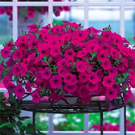 Насіння петунії ампельної Опера Супрім F1 purple 3 драже