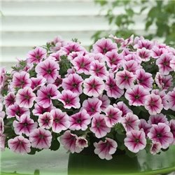 Насіння петунії ампельної Опера Супрім F1 raspberry ice 3 драже