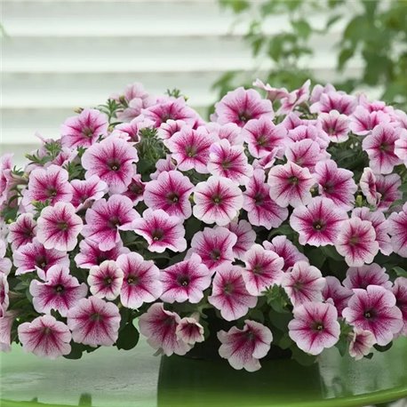 Насіння петунії ампельної Опера Супрім F1 raspberry ice 3 драже