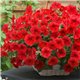 Семена петунии ампельной Опера Суприм F1 red 3 драже