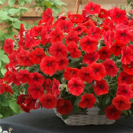 Семена петунии ампельной Опера Суприм F1 red 3 драже