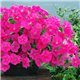 Насіння петунії ампельної Опера Супрім F1 rose 3 драже