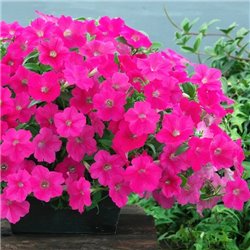 Семена петунии ампельной Опера Суприм F1 rose 3 драже