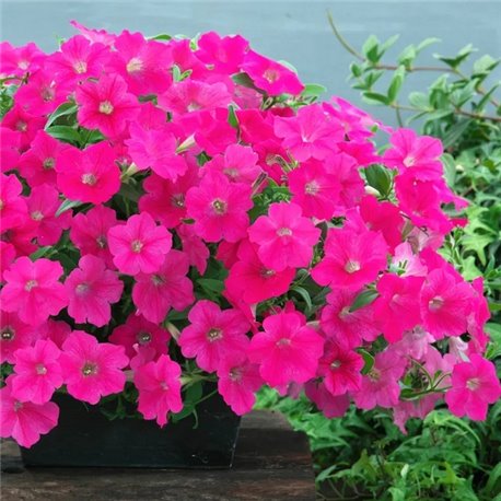 Семена петунии ампельной Опера Суприм F1 rose 3 драже