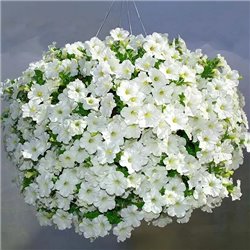Семена петунии ампельной Опера Суприм F1 white 3 драже