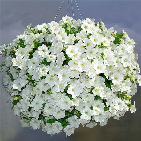 Насіння петунії ампельної Опера Супрім F1 white 3 драже