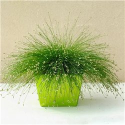 Семена  изолепис Fibre Optics 3 мультидраже