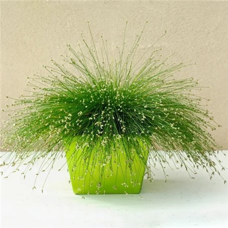 Насіння ізолепіс Fibre Optics 3 мультидраже