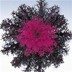 Семена капуста декоративная низкорослая Пеакок F1 red 5 шт.