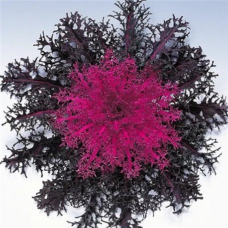 Насіння капуста декоративна низькоросла Пеакок F1 red 5 шт.