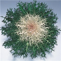 Семена капуста декоративная низкорослая Пеакок F1 white 5 шт.