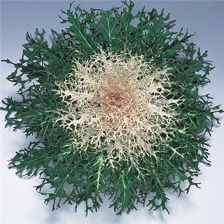 Семена капуста декоративная низкорослая Пеакок F1 white 5 шт.