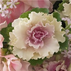 Семена капуста декоративная Крейн Раффл F1 bicolour 5 шт.