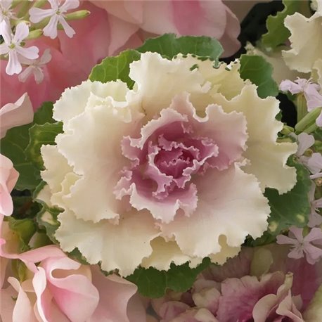 Семена капуста декоративная Крейн Раффл F1 bicolour 5 шт.