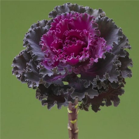 Семена капуста декоративная Крейн Раффл F1 red 5 шт.