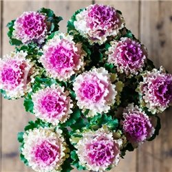 Насіння капуста декоративна Крейн Раффл F1 rose 5 шт.