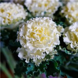 Семена капуста декоративная Крейн Раффл F1 white 5 шт.