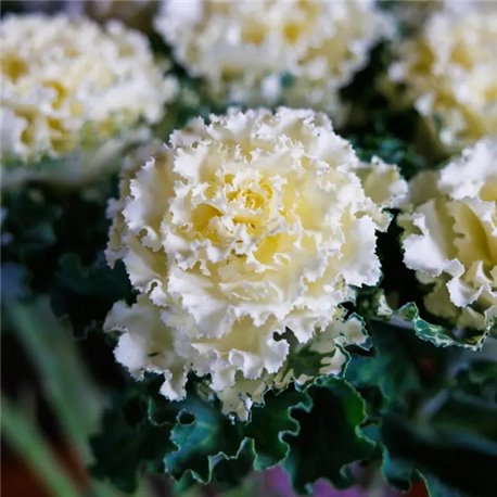 Семена капуста декоративная Крейн Раффл F1 white 5 шт.