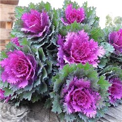 Семена капуста декоративная Крейн Фезе F1 queen 5 шт.