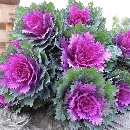 Насіння капуста декоративна Крейн Фезе F1 queen 5 шт.