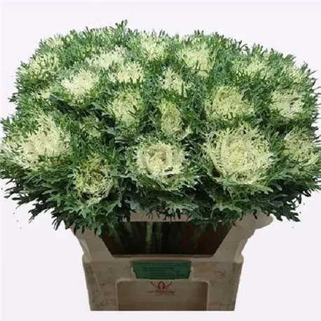 Насіння капуста декоративна Крейн Фезе F1 snow 5 шт.