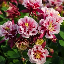 Насіння аквілегія махрова Вінкі red-white 3 шт.