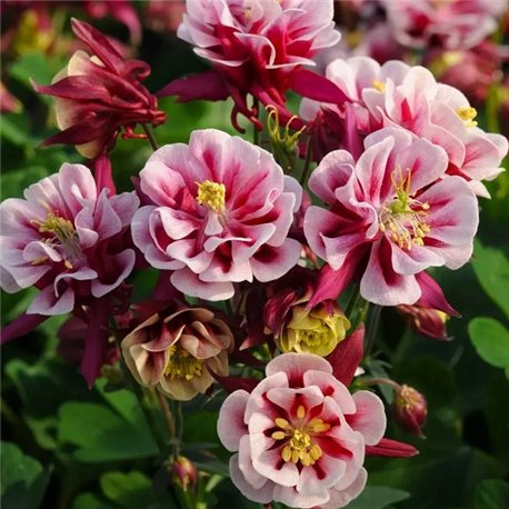 Семена аквилегия махровая Винки red-white 3 шт.