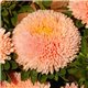 Насіння Айстри Балун абрикосова китайська на зріз 0,05гр.