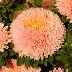 Семена Астры Балун абрикосовая китайская на срез 0,05гр.